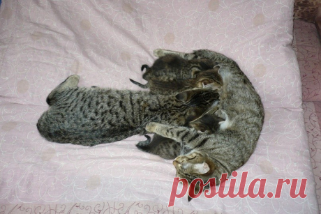 Под моль закосил (котик из более раннего приплода пристроился между младшими котятами) https://vk.com/club81464062