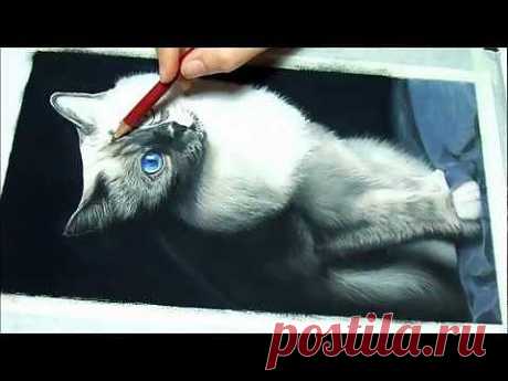 Speed painting of a Birman Cat portrait in pastels - Ritratto Sacro di Birmania - YouTube