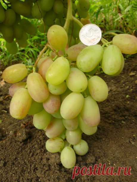 ШАХИРИАДА - сигнальная кисть (Талисман х Ризамат) - новая столовая форма винограда очень раннего срока созревания (100-105 дней). Кусты большой силы роста.Гроздь крупная средней массой 700-900гр. Ягоды крупные и очень крупные 15-20гр., оригинальной продолговатой формы или сосковидные (38-42х26-28мм)., бледно-розовые с янтарным загаром и умеренным восковым налётом. Морозостойкость -24*С. Устойчивость к милдью, оидиуму и серой гнили 2-2,5 балла.
