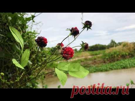 ABC TV | How To Make Blackberry Fruit #1 - Craft Tutorial