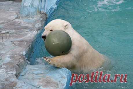 «Трехкомнатный люкс» для белых медведей построят в российском зоопарке. В зоопарке Екатеринбурге для белых медведей реконструируют вольер и превратят его в своего рода «трехкомнатный люкс»: там построят три бассейна и возведут стеклянные стены, через которые посетители смогут смотреть на зверей. Кроме того, для медведей соорудят комфортабельные берлоги.