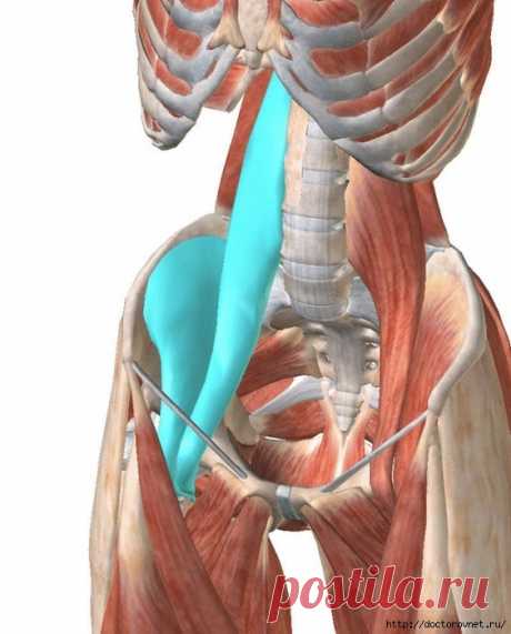 Интересная информация о поясничной мышце или Где находится мышца женской души