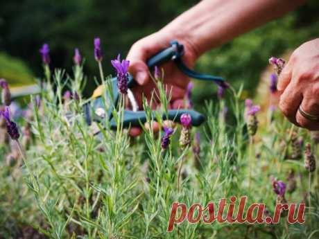Какие растения нужно обрезать после цветения | Прочие многолетники (Огород.ru)