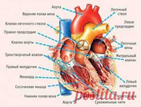 9 признаков надвигающегося приступа: как понять, что у вас проблемы с сердцем? Одним из самых страшных и опасных видов заболеваний являются проблемы с сердцем. Малейшие перебои в работе этого жизненно важного органа могут привести к летальному исходу, и поэтому обращать внимание на его здоровье следует всем и каждому, без исключений.

Проблемы с сердцем являются одной из осн