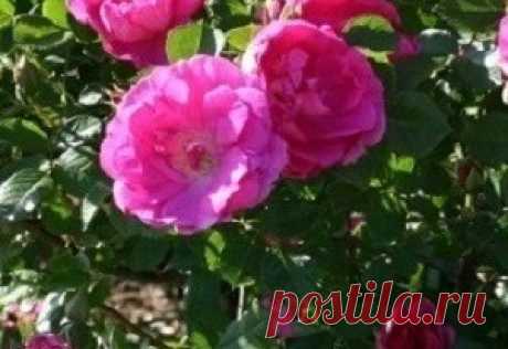 Кустовые розы — быстро растут и менее привередливые