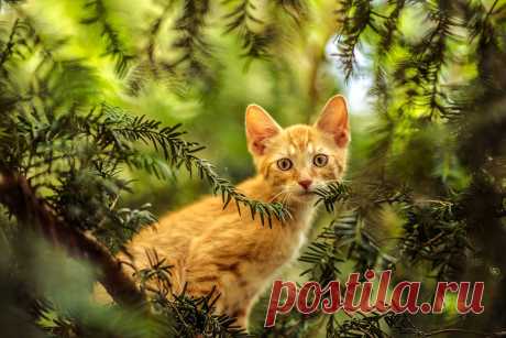Кошка Дерево Молодой - Бесплатное фото на Pixabay