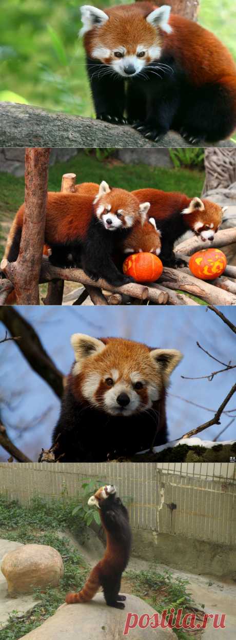 Firefox или Малая Панда...Няшка )).