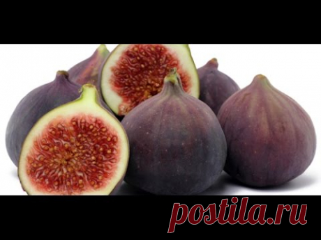 HOW TO GROW FIGS IN A CONTAINER OR POT