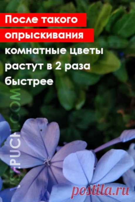 После опрыскивания раствором перекиси водорода комнатные цветы растут в 2 раза быстрее - Всё пучком!