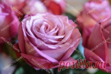Цветы розы крупным планом Красивые цветы розы крупным планом. Цветочный фон.