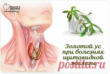 Золотой ус при болезнях щитовидной железы.