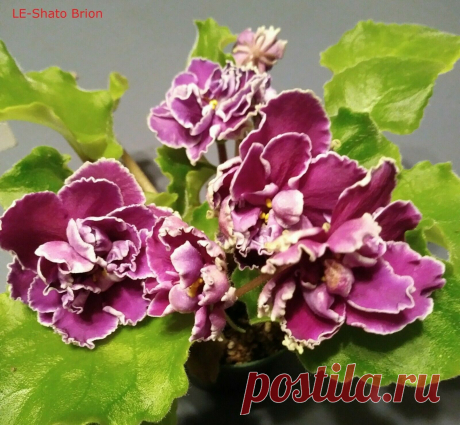 African Violet *Standard/Large* 2 Leaves Leaf Sets Cuttings MANY TO CHOOSE FROM | eBay