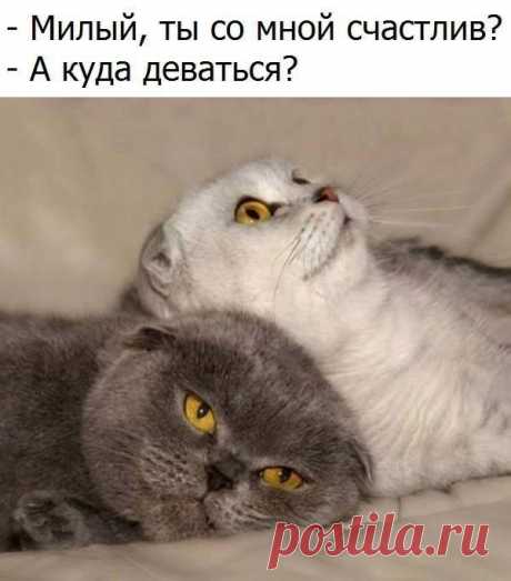 - милый, ты со мной счастлив?
- а куда деваться?