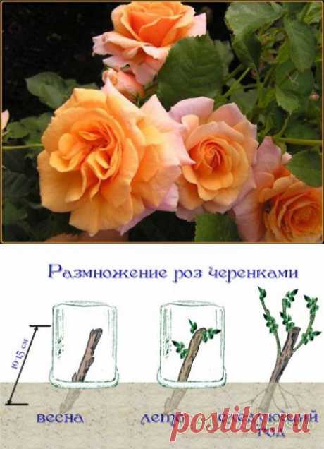 Размножение розы черенками.