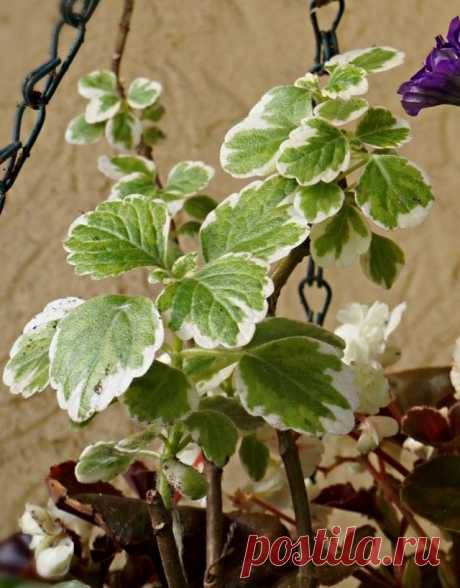 Плектрантус колеусовидный, или Форстера (Plectranthus forsteri), вариация «Маргинатус»