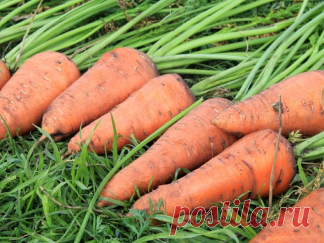 Посадка моркови: сроки и способы