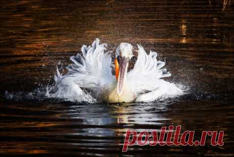 Пеликан в ореоле водных брызг. Фотографировал Алексей Масанов: nat-geo.ru/photo/user/118697/