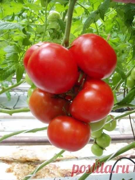 Все сорта и гибриды томата делятся по типу роста на 2 группы – детерминантные и индетерминантные. Или как иногда называют – коловые и кустовые. Индетерминантные, или коловые, или еще их называют высокорослые. томаты никогда не приостанавливают свой рост вверх. 
Слышала о новых китайских сортах типа черри и их необыкновенных качествах.Есть принципиальные различия — крупные урожайнее, мелкие слаще. Желтые слаще и менее урожайные. Дорогие гибриды урожайнее.