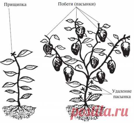 Болгарский перец: описание, особенности сортов, посадка, формирование, уход, подкормка, полив, защита от болезней и вредителей