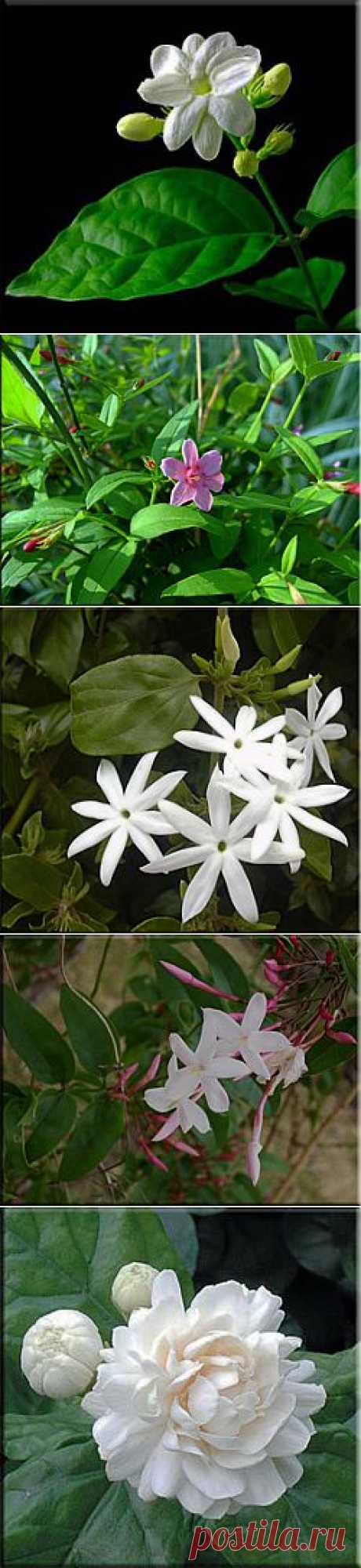 Жасмин (Jasminum). Описание, виды и уход за жасмином | Флористика на &quot;Добро ЕСТЬ!&quot;