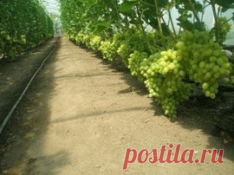 Как получить большой и качественный урожай винограда.
укрывной метод выращивания, для которого формирование винограда выполняют в виде бес