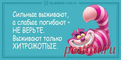 Забавное утро: прикольные анекдоты 12 апреля - Смешные анекдоты - Уморительная подборка забавных анекдотов для наших читателей - Новости Телеграф