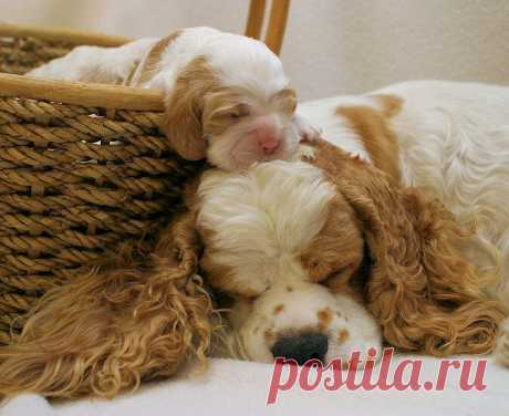 Joanna - A Red and White Parti Color American Cocker Spaniel