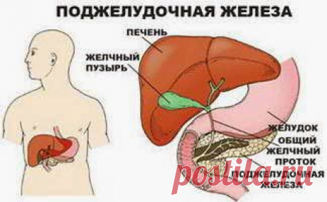 Очищение и восстановление поджелудочной железы