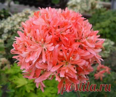 Пеларгония (герань) - не только красивый цветок, но и ароматная приправа для многих блюд.