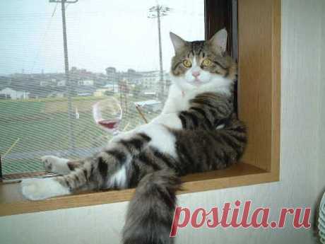 Cat in windows sill | Funny cats