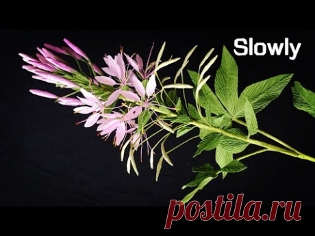 ABC TV | How To Make Cleome Hassleriana Flower From Crepe Paper (Slowly) - Craft Tutorial