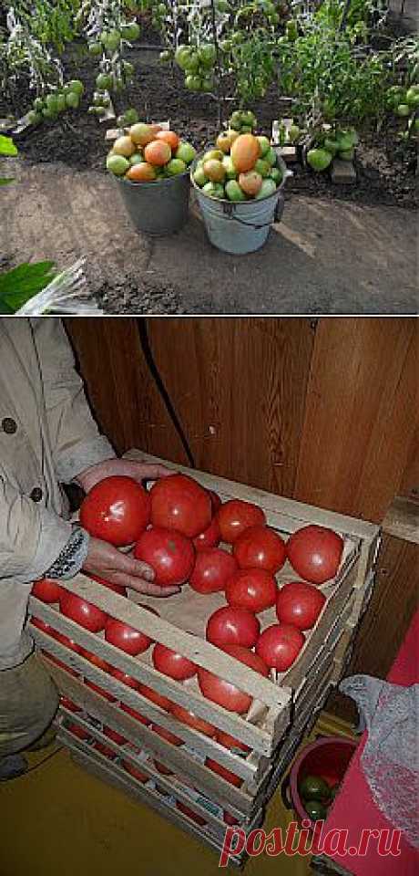 Сколько помидоров я собрал за весь сезон с 50 кустиков

Помидоры на моей даче растут в открытом грунте с применением в неблагоприятные моменты временных укрытий над грядками. Прошлый год урожай на моем огороде составил со 100 кустов около 48 ведер (350-400 кг).  Для удобства я считаю помидоры ведрами. Ведро у меня - это 10 л с хорошим верхом (8-9 кг).