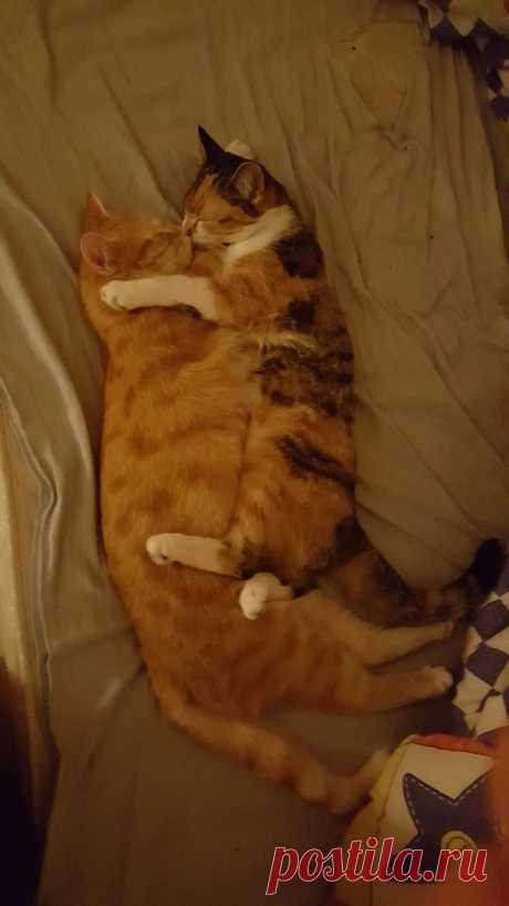 18 раз, когда люди застали своих котиков так мило спящими вместе