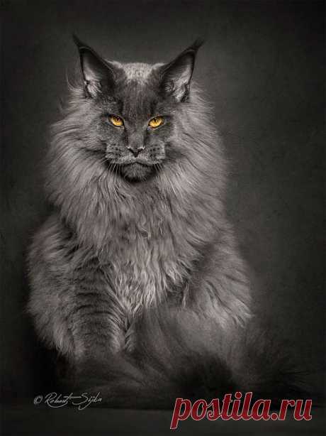 Portraits of Maine Coon Cats Who Look Like Majestic Mythical Creatures - My Modern Met