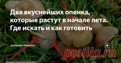 Два вкуснейших опенка, которые растут в начале лета. Где искать и как готовить До любимых широкими народными массами опят осенних еще несколько месяцев, но два гриба, тоже называемых опятами, уже растут. 1. Опенок летний.  Варушка, говорушка, опенок липовый - Kuehneromyces mutabilis (Кюнеромицес изменчивый).   Шляпка диаметром 3—6 см, до 10, у молодых грибов выпуклая, по мере старения гриба становится плоской, с хорошо выраженным широким бугорком.  В дождливую погоду просв...