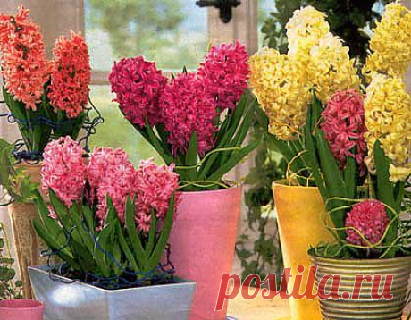Выгонка гиацинтов в домашних условиях для цветения зимой и ранней весной