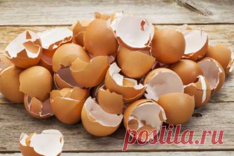 ​О пользе яиц и яичной скорлупы — Полезные советы