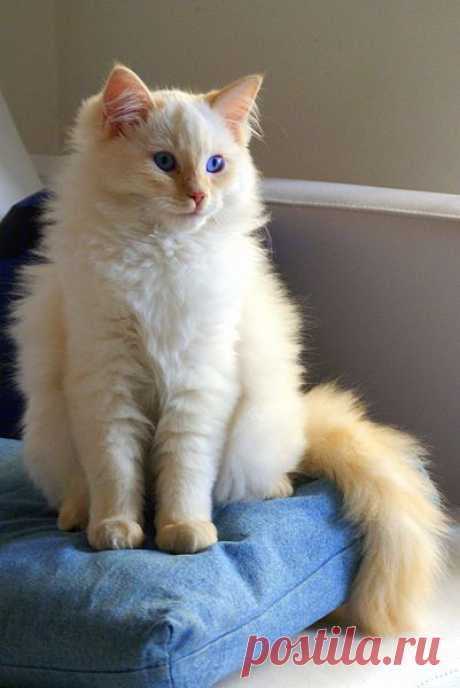 Finding Neverland | outlawempress: Flame Point Ragdoll via Dodo...