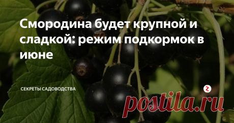 Смородина будет крупной и сладкой: режим подкормок в июне Ягоды чёрной смородины. Фото с интернета
Хотите вырастить завидный урожай чёрной смородины? Секрет выращивания ягод — в особом режиме подкормок в июне. Хватит и самим поесть, и других угостить, и закрыть на зиму! Чтобы добиться максимального эффекта, я использую июньскую "тройную" схему подкормок. Я составила её сама путём проб, ошибок, чтения статей и форумов.
Схема подкормок смородины для богато