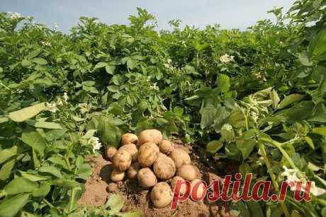 Интересные советы по выращиванию картофеля