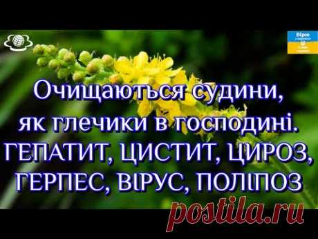 Очищаються судини, як глечики в господині. ГЕПАТИТ, ЦИСТИТ, ЦИРОЗ, ГЕРПЕС, ВІРУС, ПОЛІПОЗ