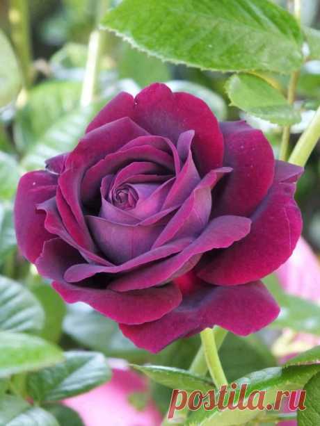 Twilight Zone Rose | Flowers ~ Roses