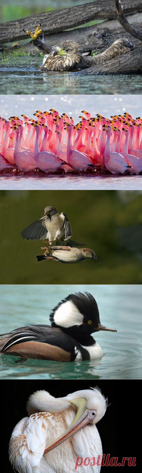 40 удивительных фотографий птиц