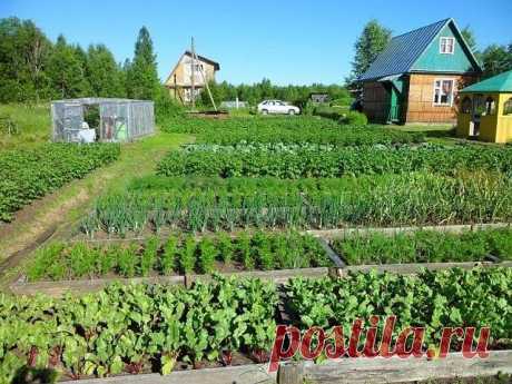 ПАМЯТКА  ОГОРОДНИКА

Лук:
- Перед посадкой: 1 ст.ложка соли на 1 литр воды залить на 3 часа.
- После соли: темный раствор марганцовки на 2 часа. Обязательно промыть.
- От луковой мухи: 1. Появился первый листочек 1) Проливаем водой. 2) Полив 2 ст.ложки нашатырный спирт на ведро воды (3 лейки на 6п.м.грядки) 3) Проливаем водой. 2. Через 10-14 дней. По той же схеме полив 1ст.ложка соли на 1 литр воды 3. Через 10 дней. По той же схеме полив крепким р-ром марганцовки.

— Подко...