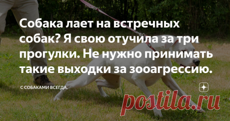 Собака лает на встречных собак? Я свою отучила за три прогулки. Не нужно принимать такие выходки за зооагрессию. Статья автора «С собаками всегда.» в Дзене ✍: В последнее время очень часто попадается мне такой термин, как "зооагрессия".