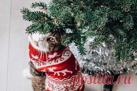 Раскрыты способы уберечь новогоднюю елку от кота. В британской благотворительной организации Cats Protection раскрыли способы уберечь новогоднюю елку от кота. Специалисты дали несколько советов, которые помогут снизить риск нападения домашнего питомца на праздничное дерево. Один из них — утяжелить основание конструкции и не вешать игрушки на нижние ветки.