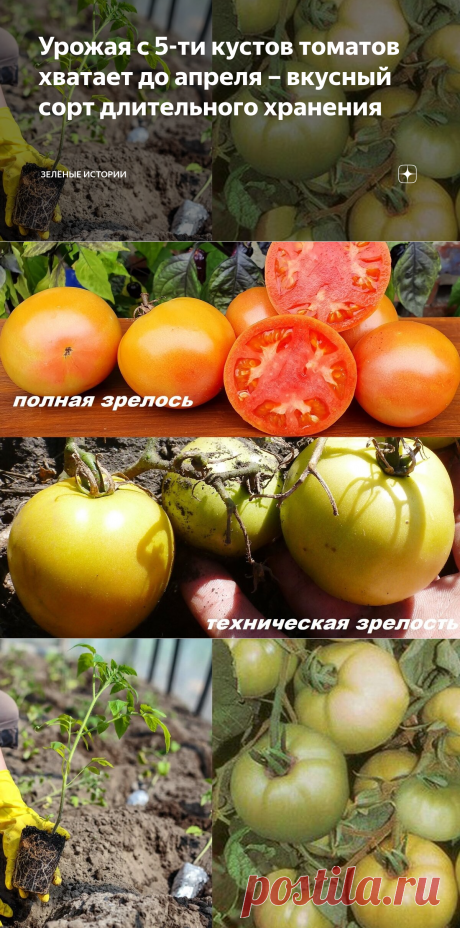 Урожая с 5-ти кустов томатов хватает до апреля – вкусный сорт длительного хранения | Зелёные истории | Яндекс Дзен