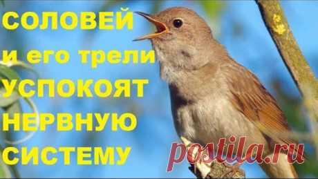 ПОЮЩИЙ СОЛОВЕЙ ИЗБАВИТ ЧЕЛОВЕКА ОТ ДЕПРЕССИИ,СТРЕССА И ГОЛОВНОЙ БОЛИ-наступает умиротворение и покой