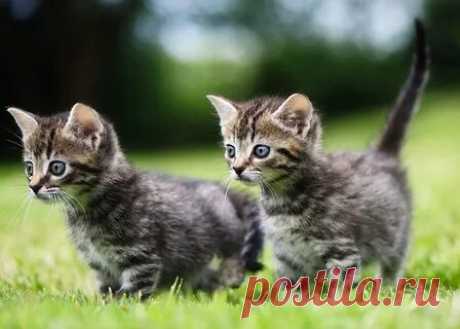 Кошки Маленькие: 3 тыс изображений найдено в Яндекс.Картинках