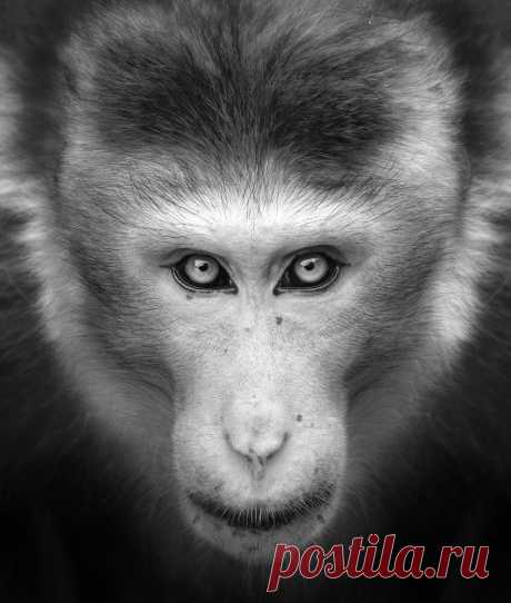 20 фото обезьян для хорошего настроения. Мимика, жесты, поступки | Российское фото | Яндекс Дзен